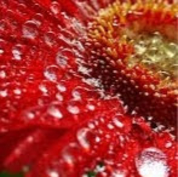 Meet your Posher, Heather - Picture 1 of 1